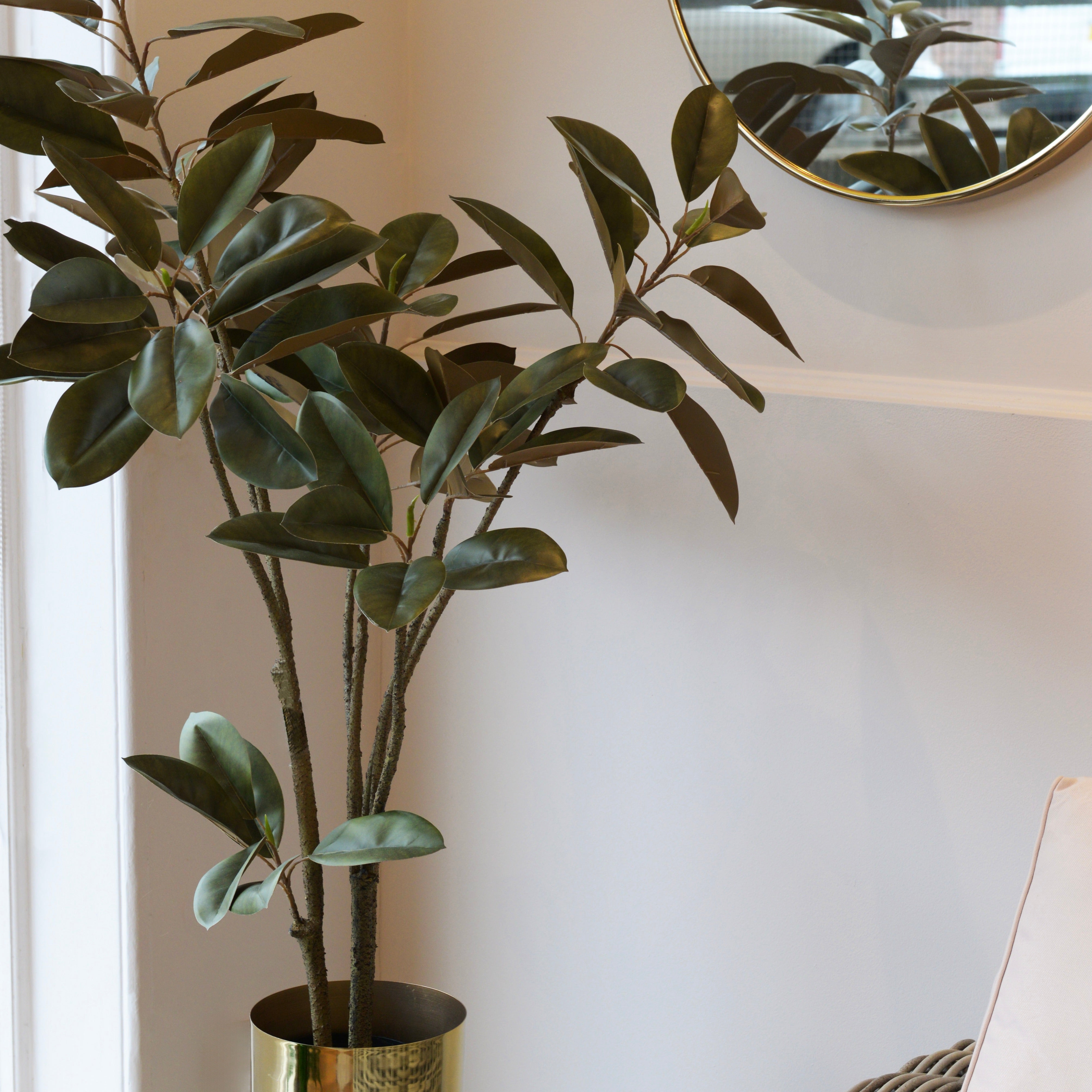 Magnolia Denudata Tree in Black Plastic Pot