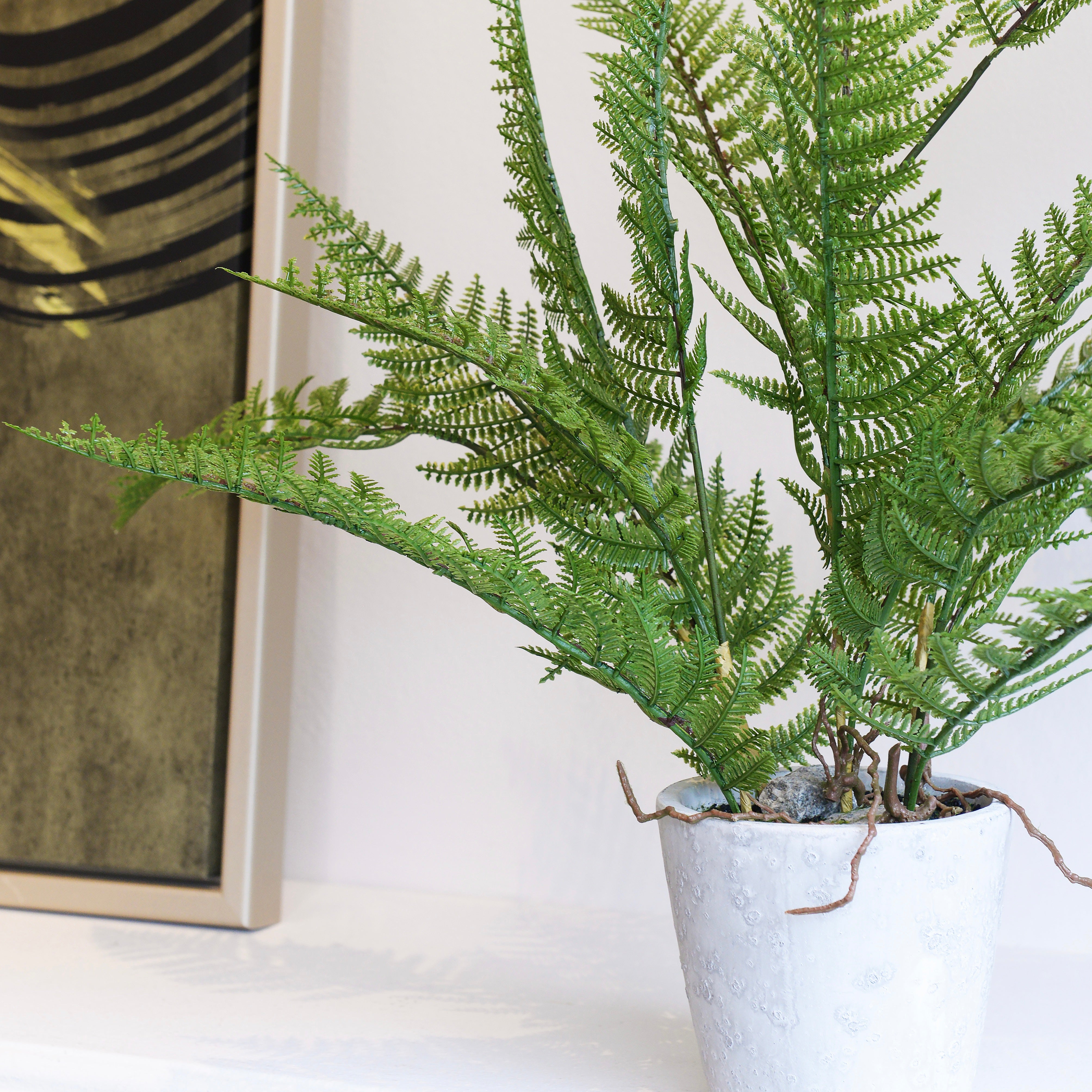 Green Bracken Fern Plant in Grey Cement Pot