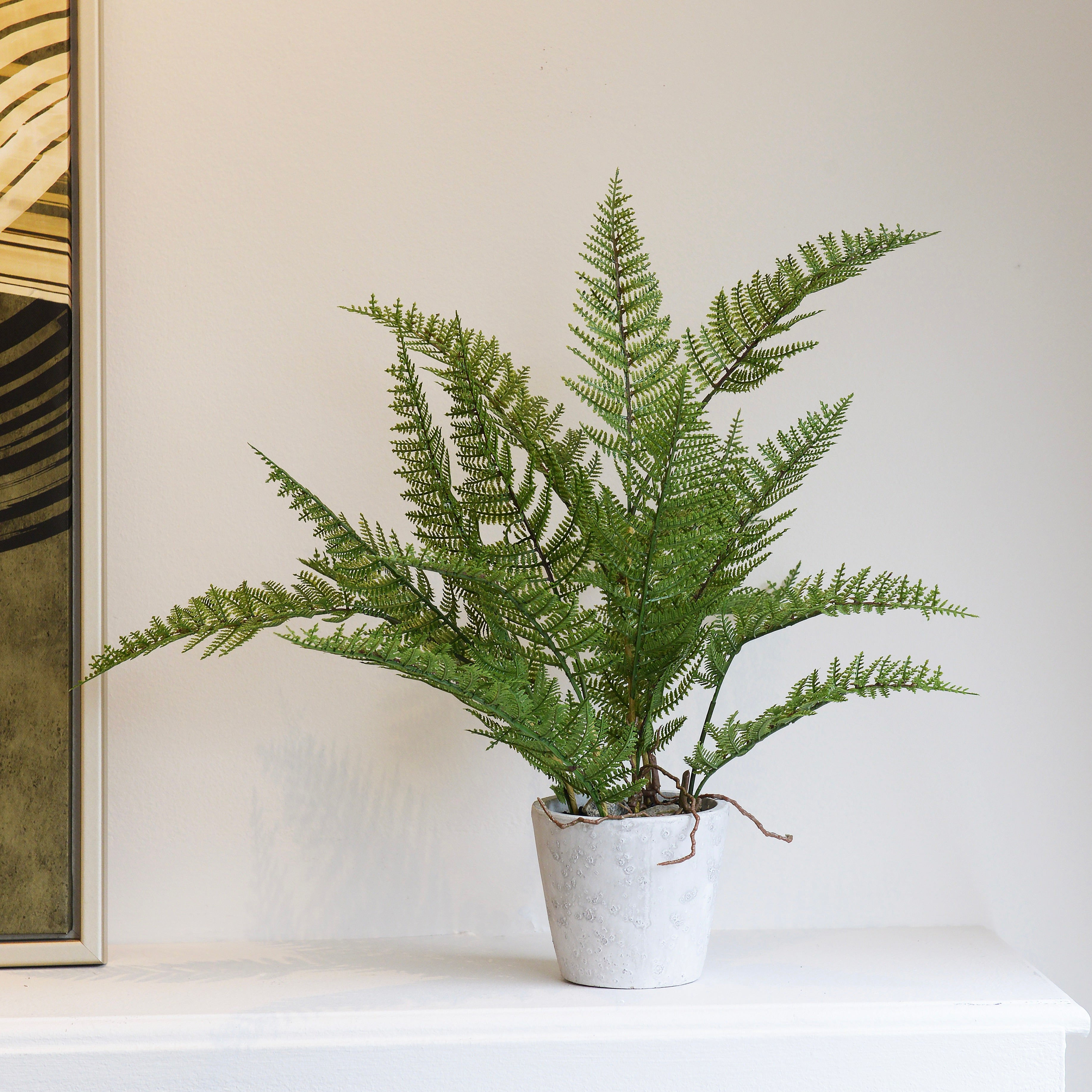 Green Bracken Fern Plant in Grey Cement Pot