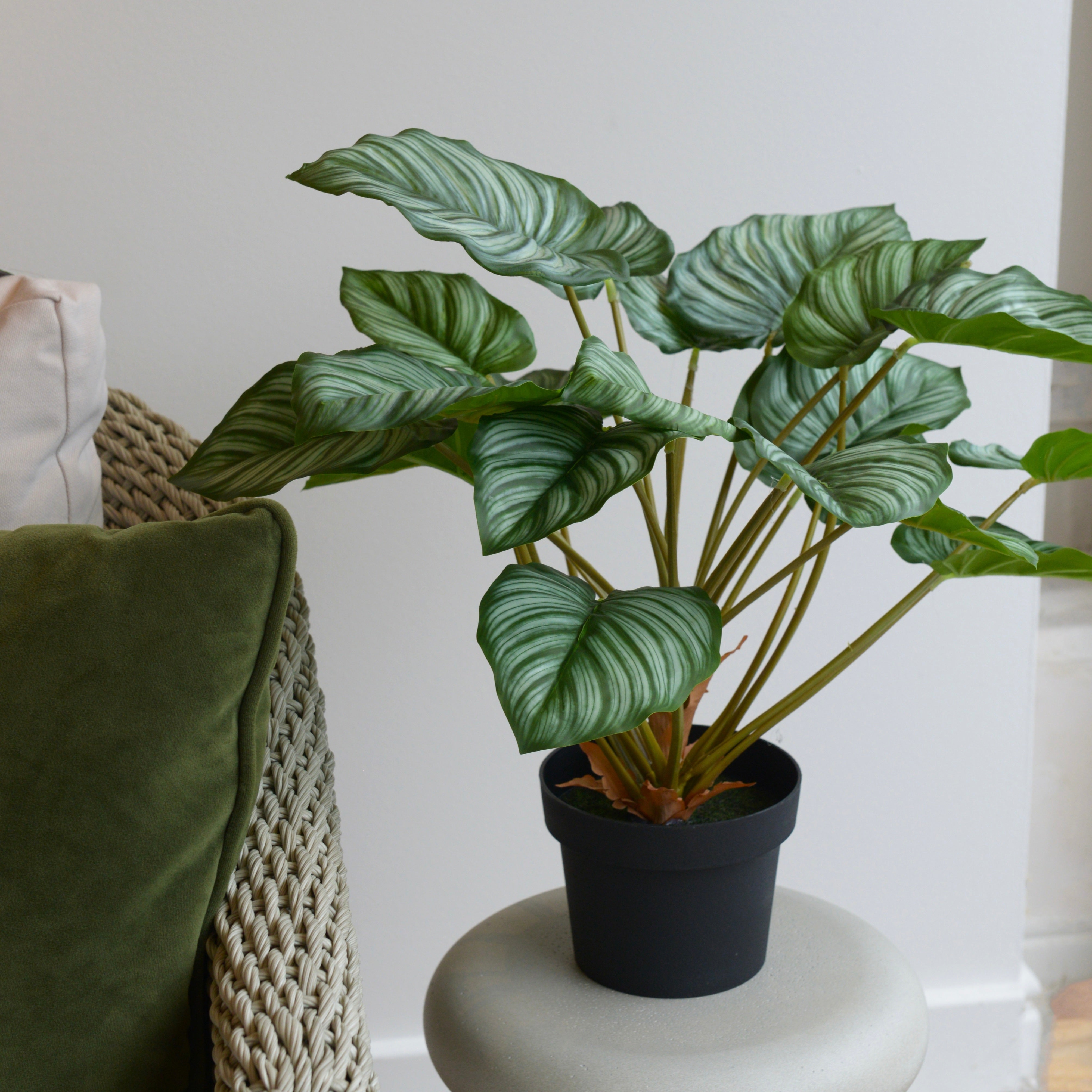 Green Calathia Peacock Plant