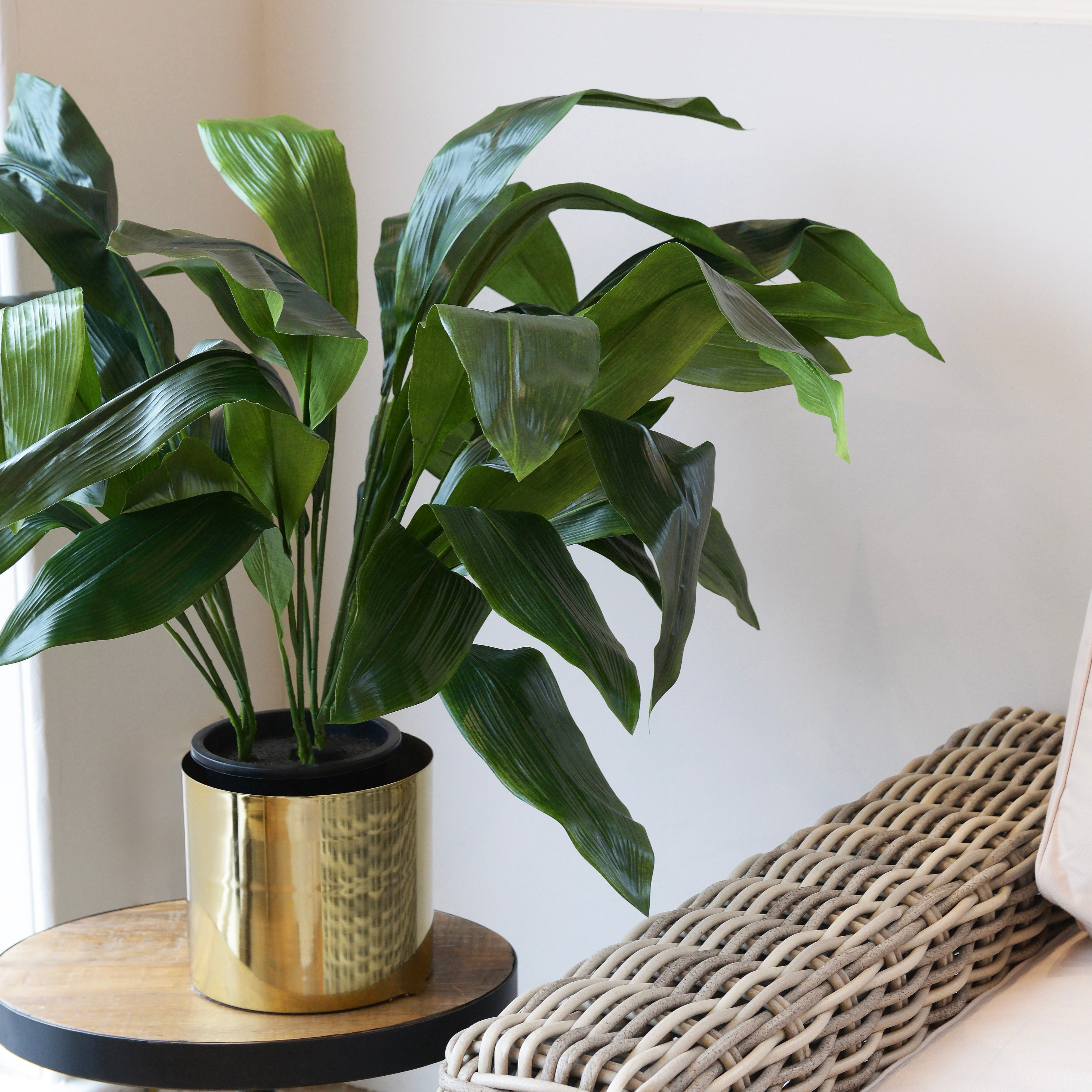 Aspidistra Plant in Black Plastic Pot