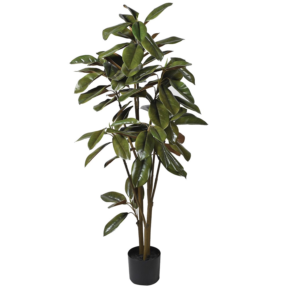 Magnolia Denudata Tree in Black Plastic Pot