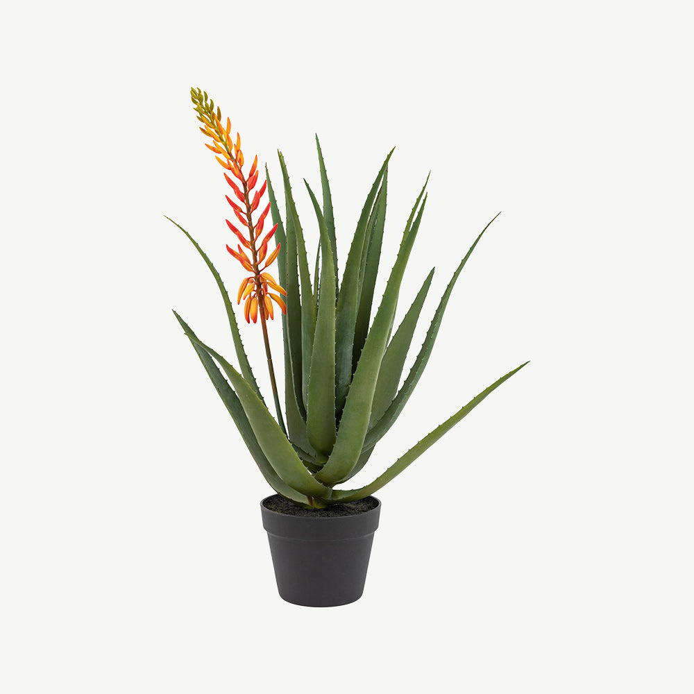 Aloe Potted Plant with Orange Flower