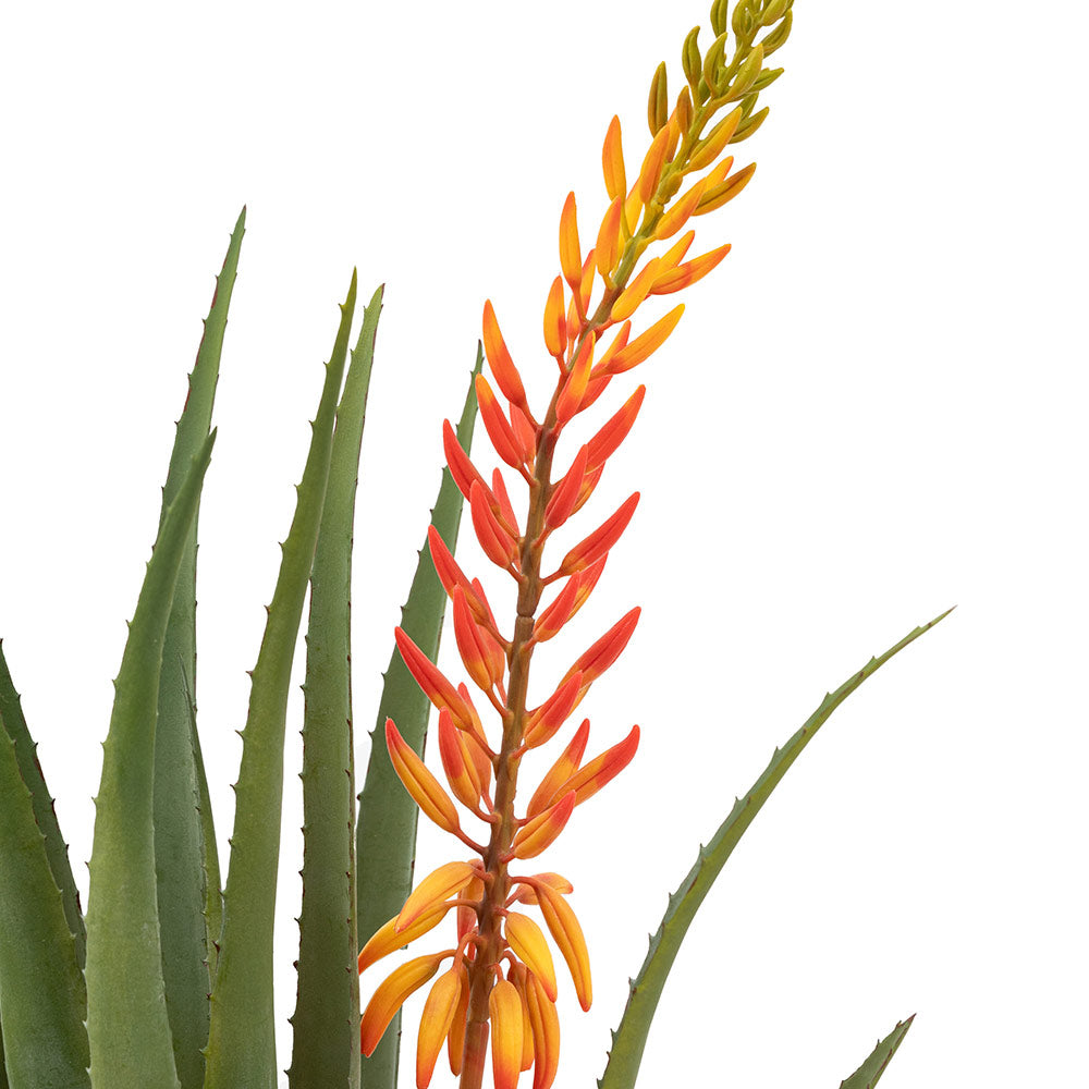 Aloe Potted Plant with Orange Flower