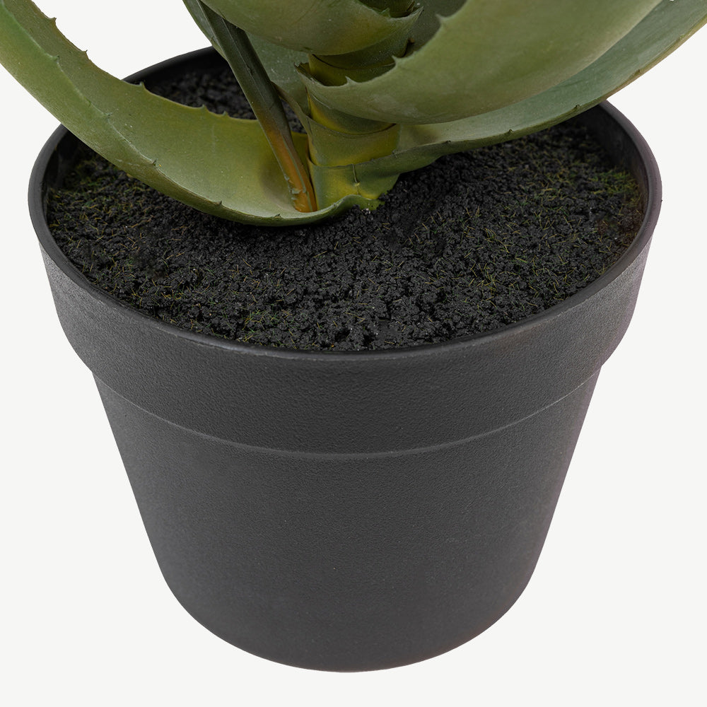 Aloe Potted Plant with Orange Flower
