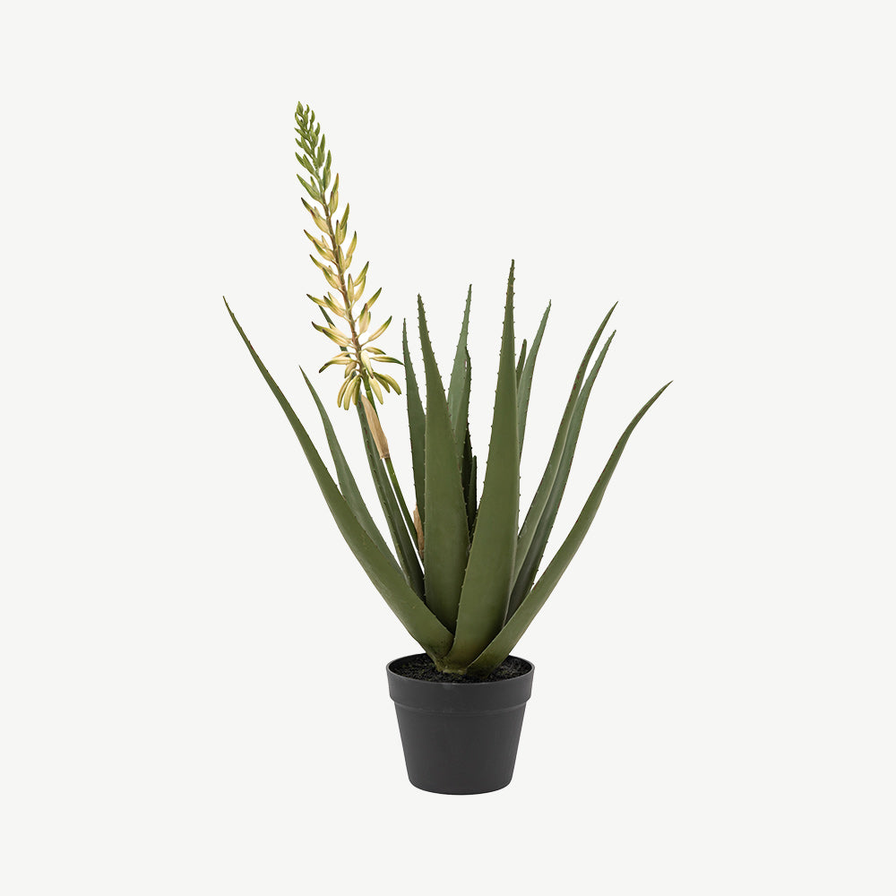 Aloe Potted Plant with White Flower