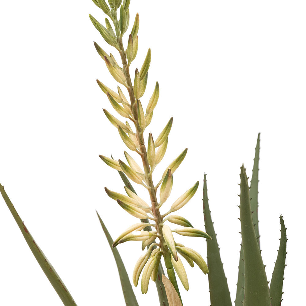 Aloe Potted Plant with White Flower