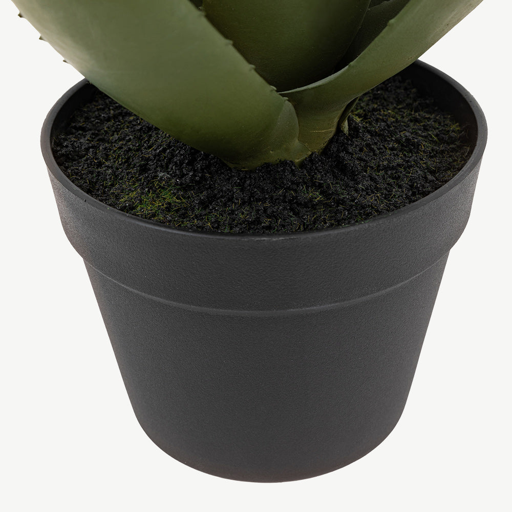 Aloe Potted Plant with White Flower