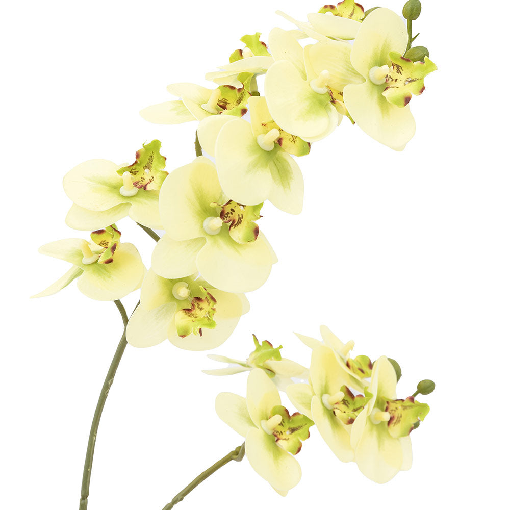 Artificial Cream Orchid in Ribbed White Ceramic Pot