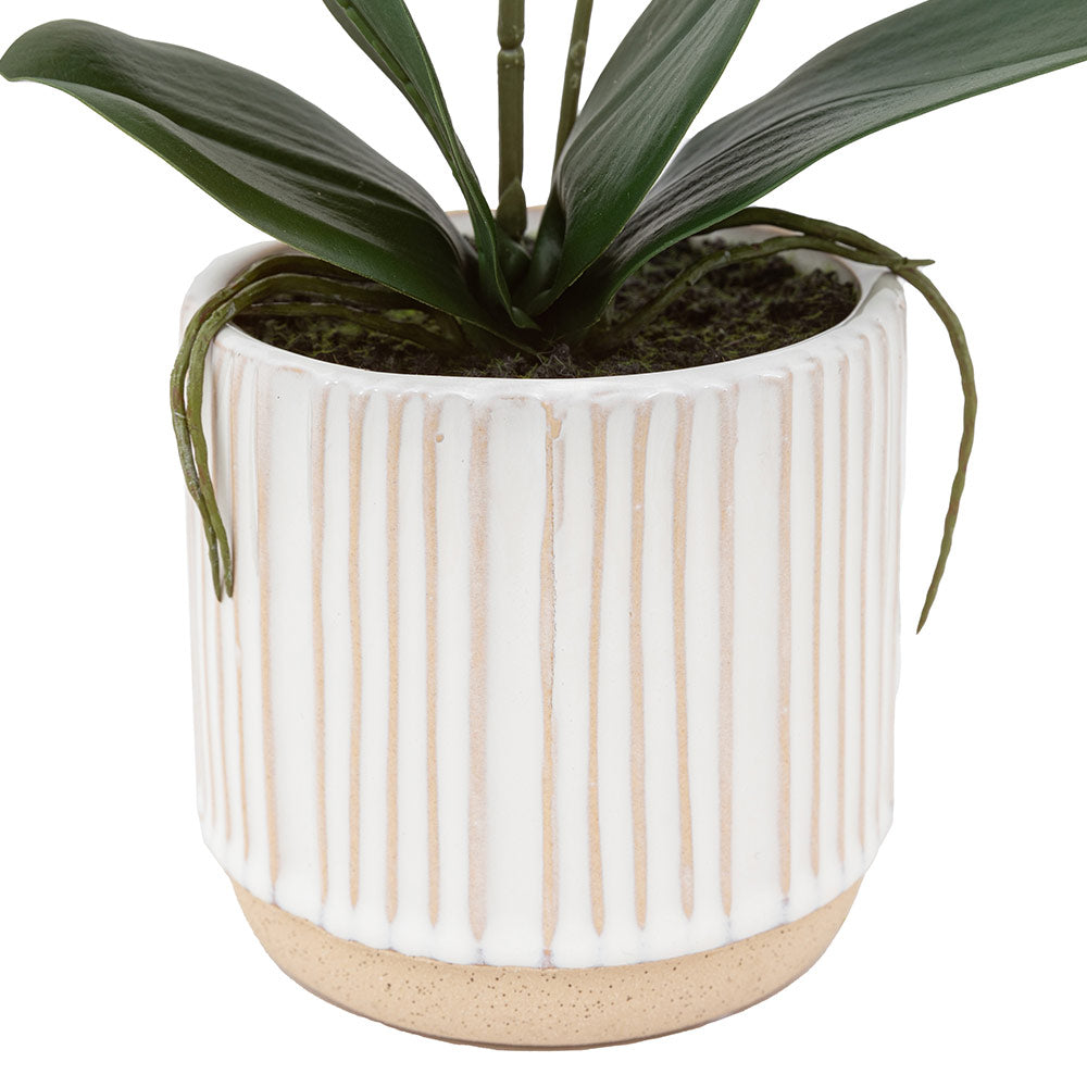 Artificial Cream Orchid in Ribbed White Ceramic Pot