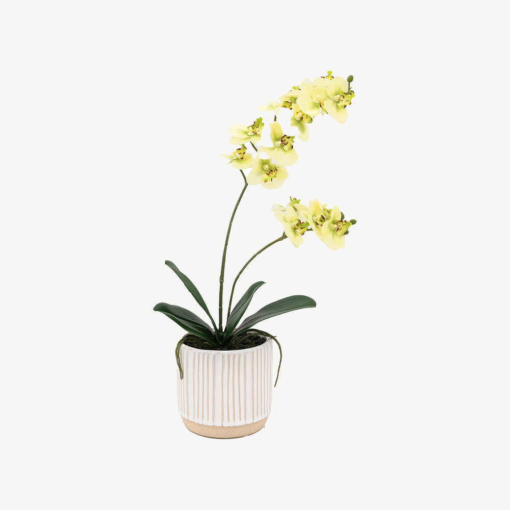 Artificial Cream Orchid in Ribbed White Ceramic Pot