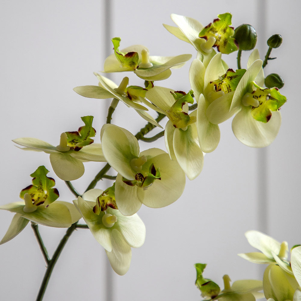 Artificial Cream Orchid in Ribbed White Ceramic Pot