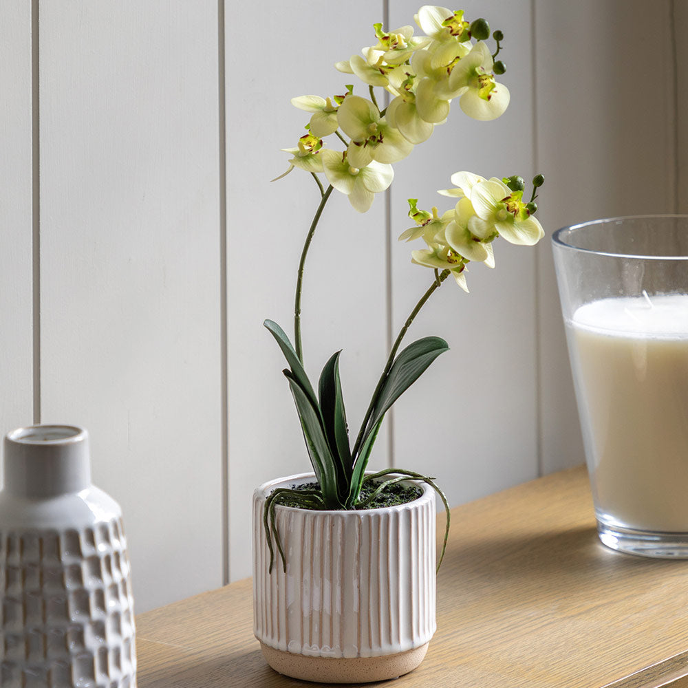 Artificial Cream Orchid in Ribbed White Ceramic Pot