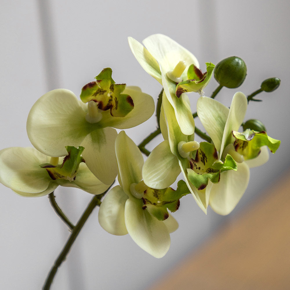 Artificial Cream Orchid in Ribbed White Ceramic Pot