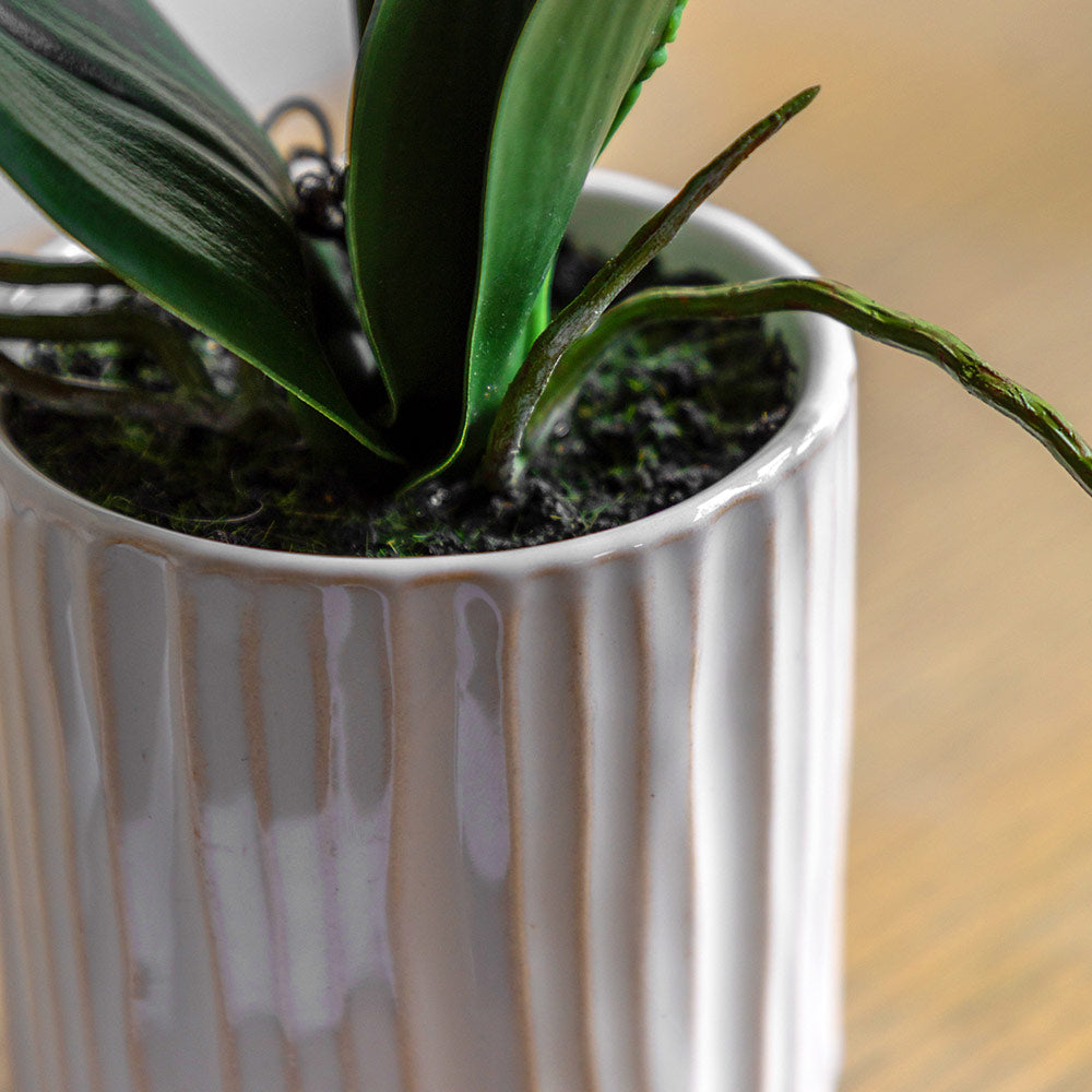 Artificial Cream Orchid in Ribbed White Ceramic Pot