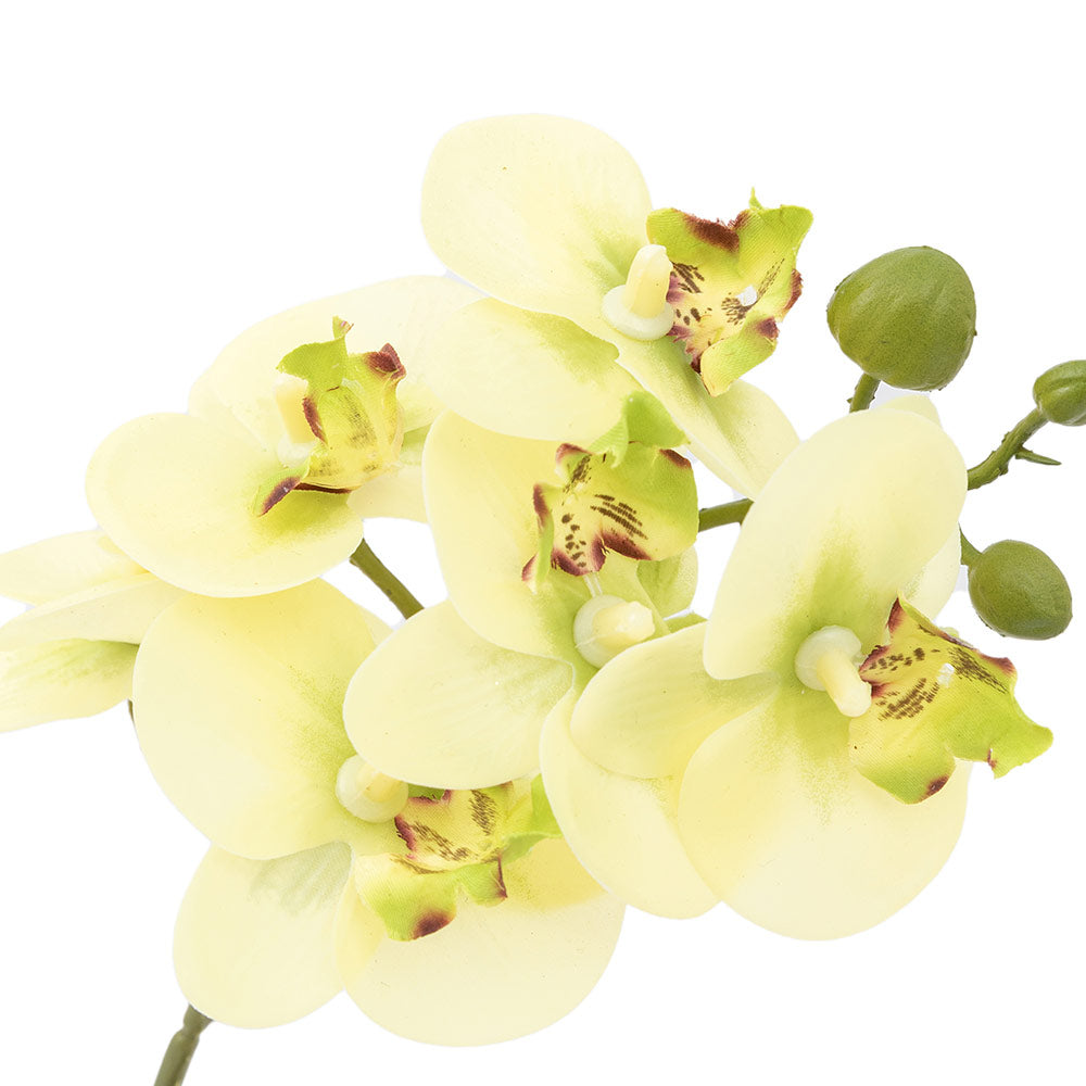 Artificial Cream Orchid in Ribbed White Ceramic Pot