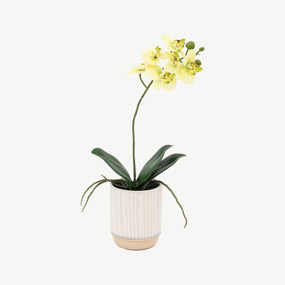 Artificial Cream Orchid in Ribbed White Ceramic Pot