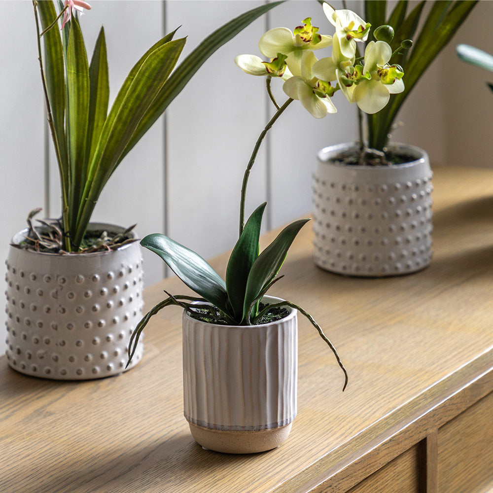 Artificial Cream Orchid in Ribbed White Ceramic Pot