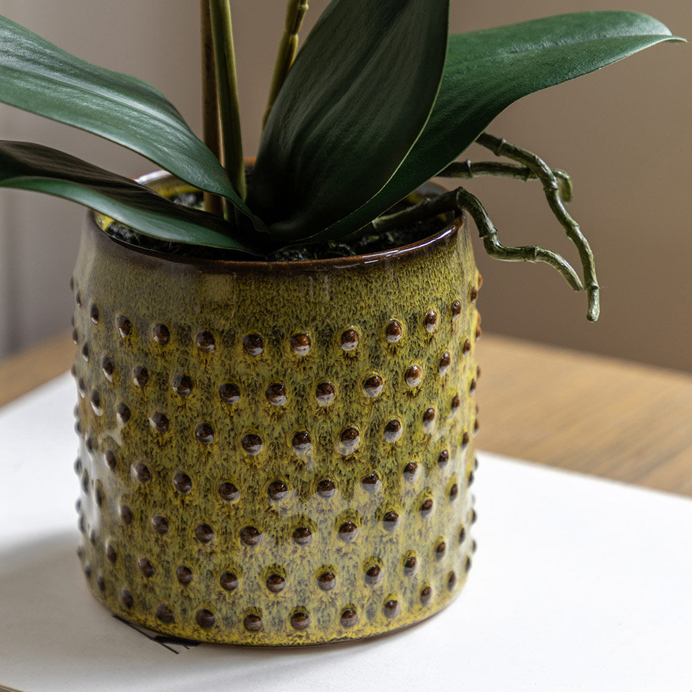 Artificial Orchid Multicolour in Moss Ceramic Dot Pot