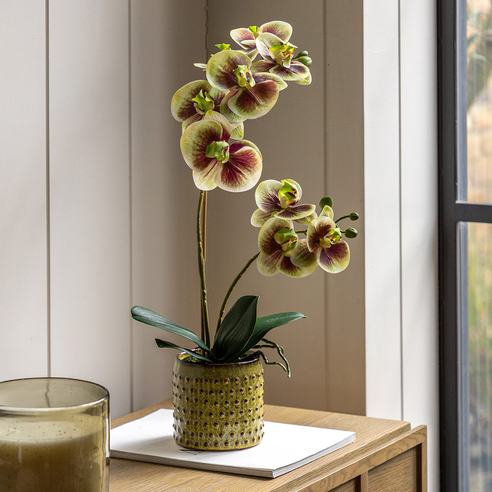 Artificial Orchid Multicolour in Moss Ceramic Dot Pot