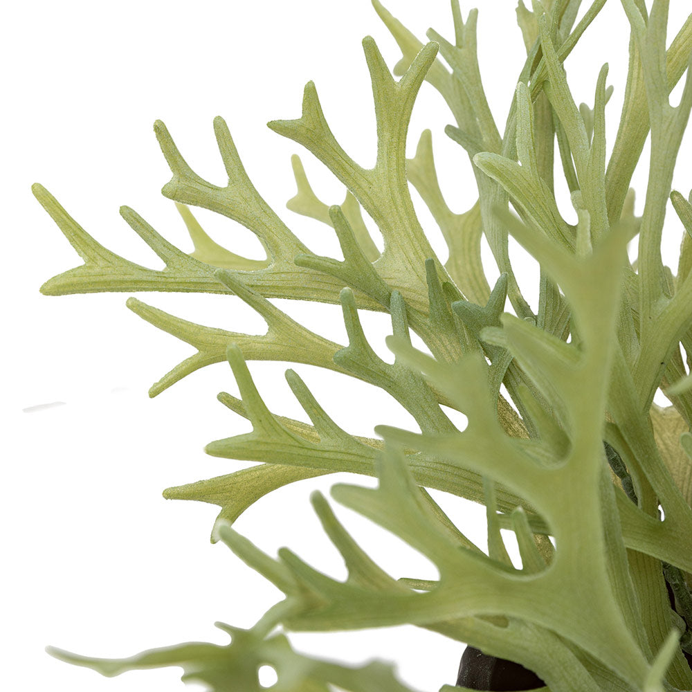 Artificial Playycerium in Ceramic Pot