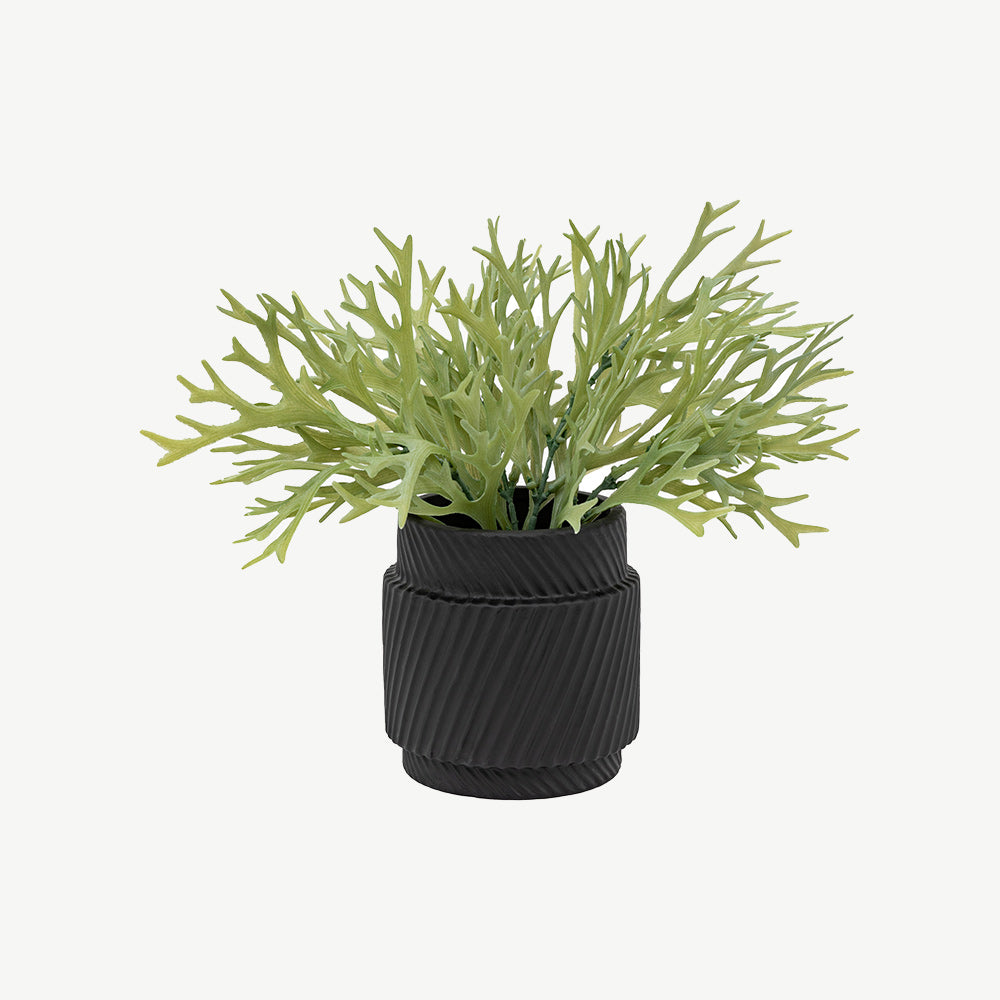 Artificial Playycerium in Ceramic Pot