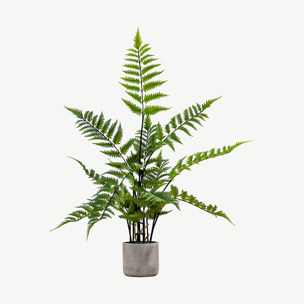 Potted Fern in Cement Pot