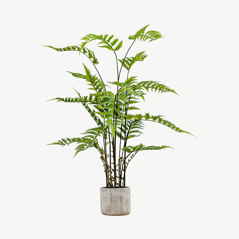 Potted Fern in Cement Pot