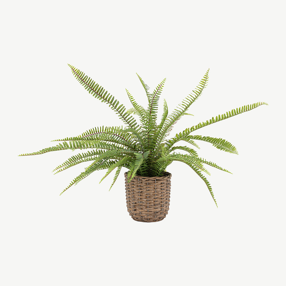 Potted Fern Plant