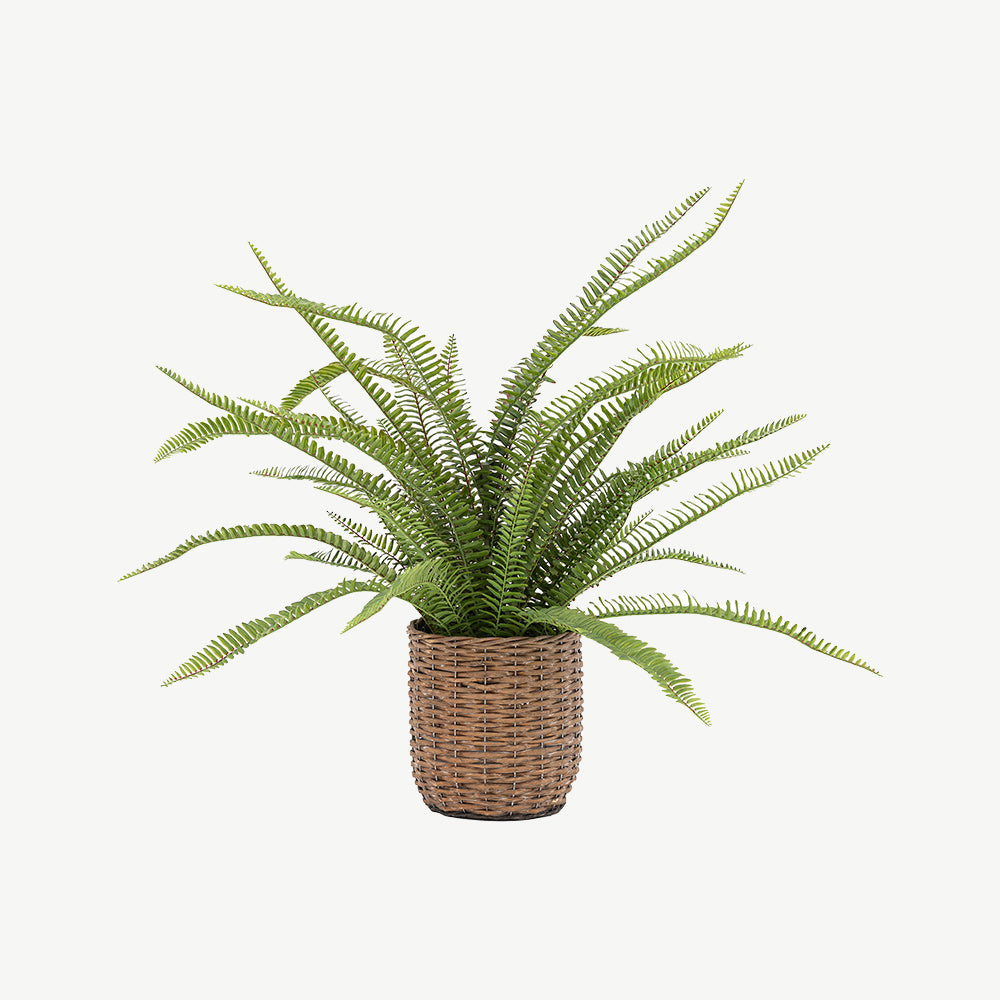 Potted Fern Plant