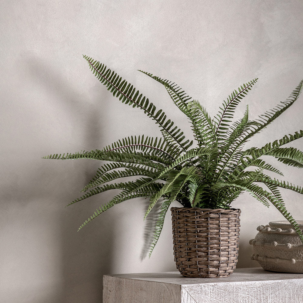 Potted Fern Plant