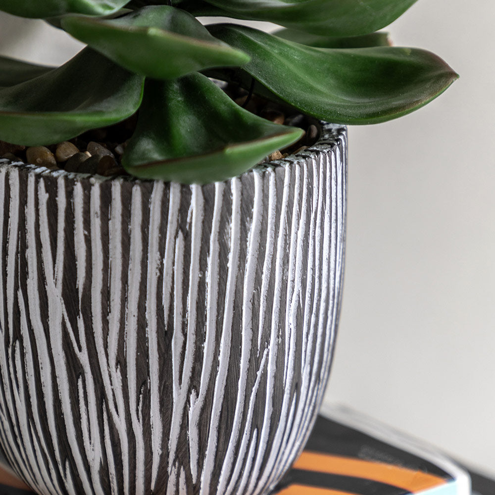 Potted Succulent in Ribbed Black Ceramic Pot
