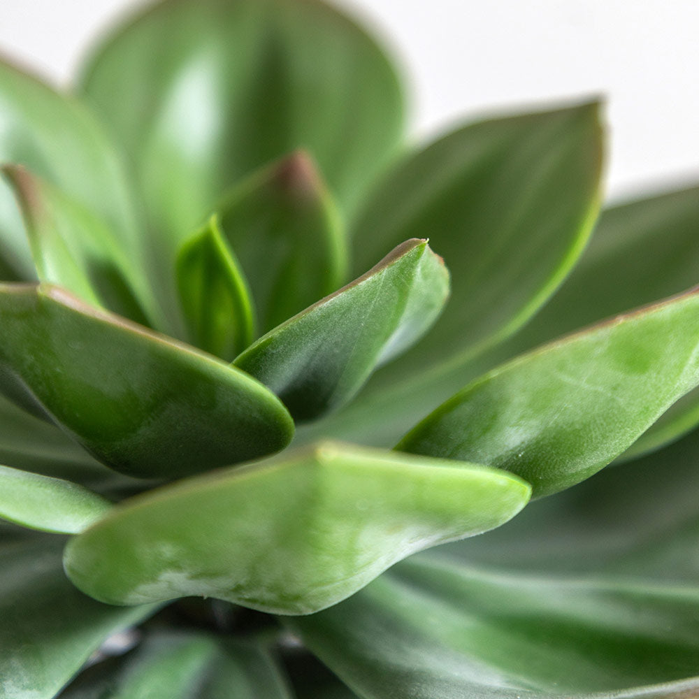 Potted Succulent in Ribbed Black Ceramic Pot