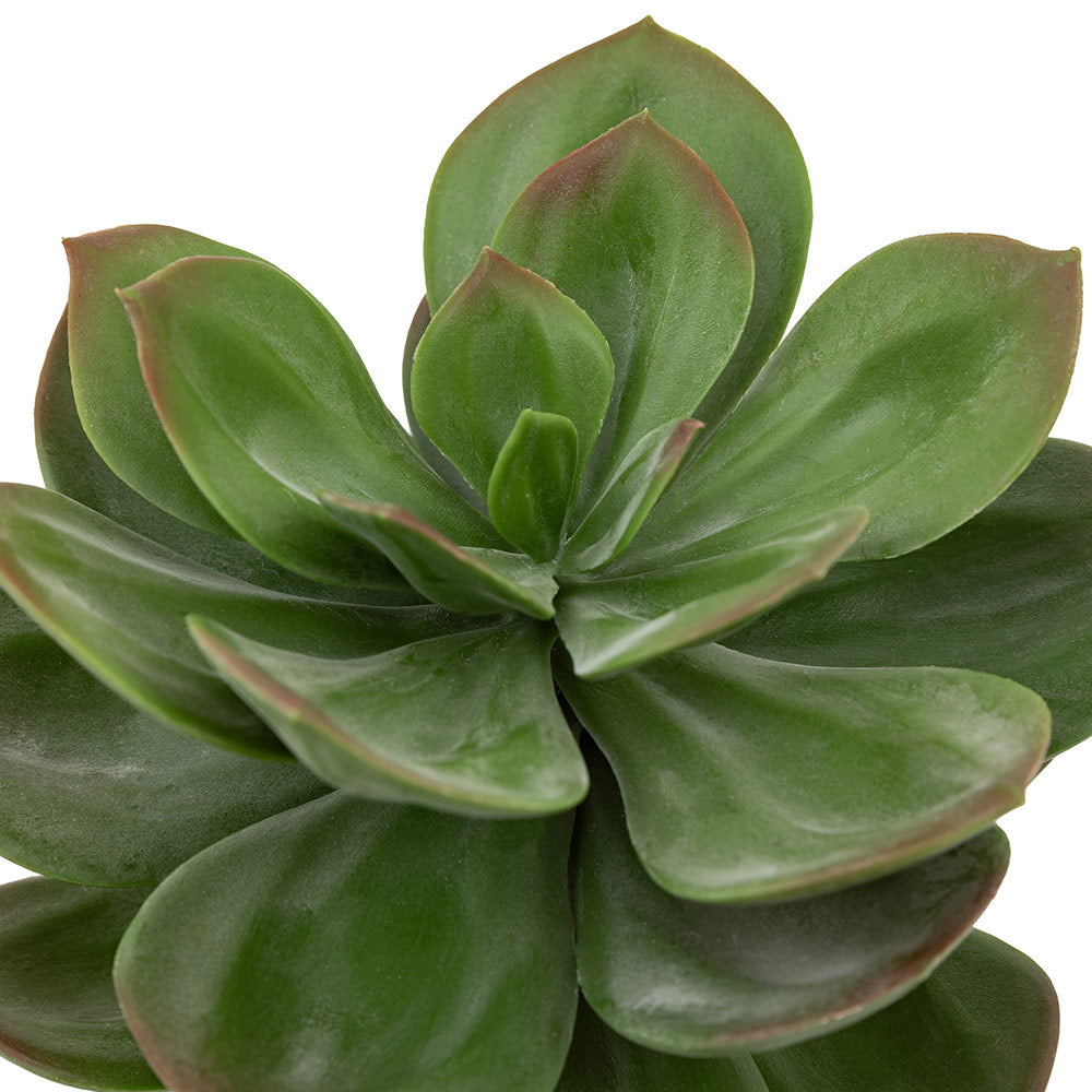 Potted Succulent in Ribbed Black Ceramic Pot