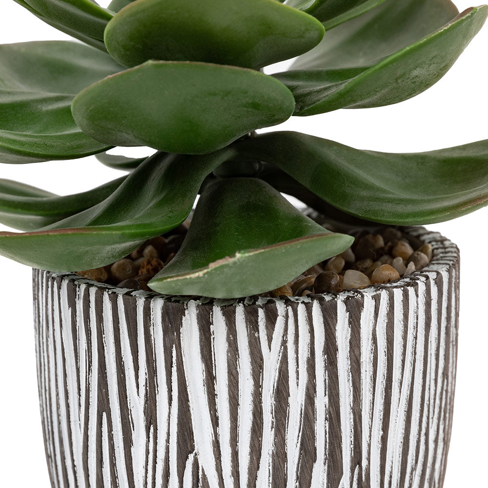 Potted Succulent in Ribbed Black Ceramic Pot