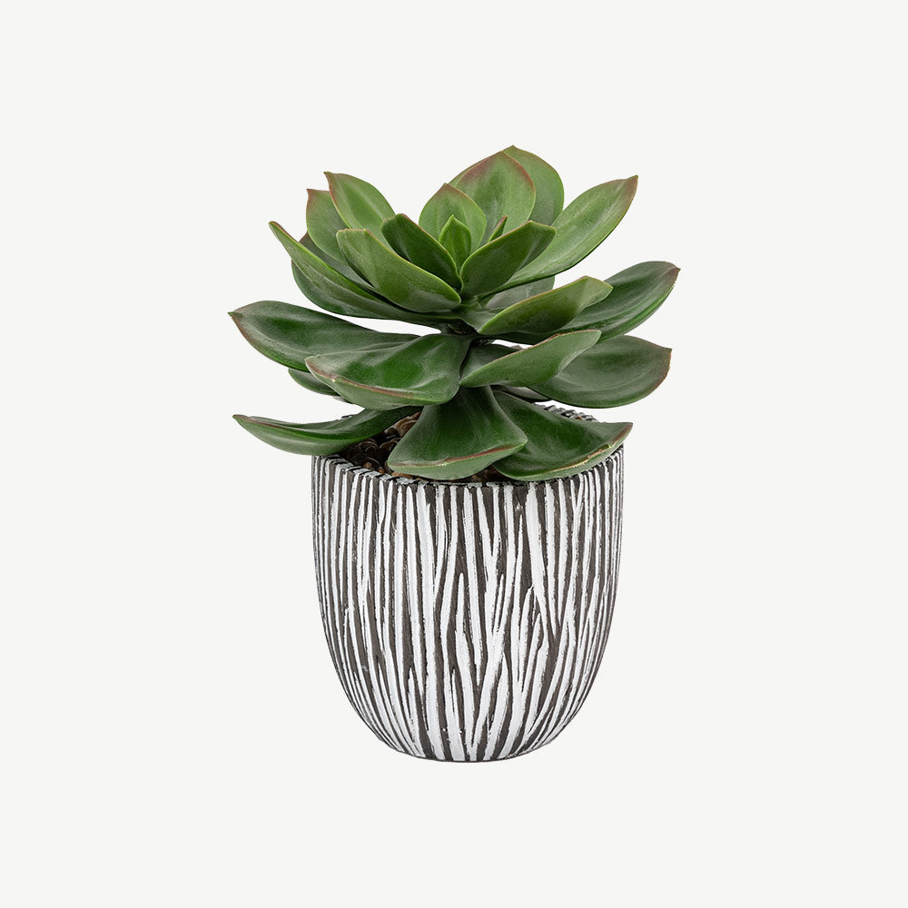 Potted Succulent in Ribbed Black Ceramic Pot
