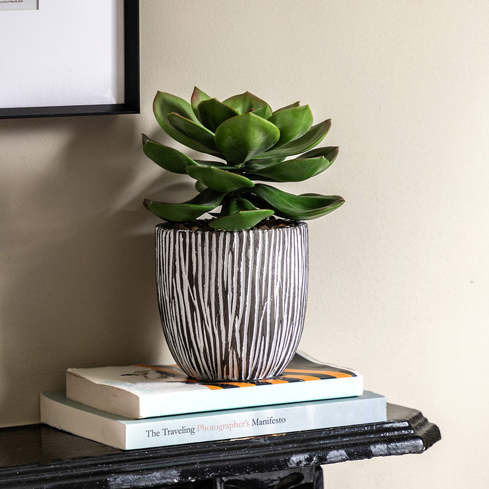 Potted Succulent in Ribbed Black Ceramic Pot
