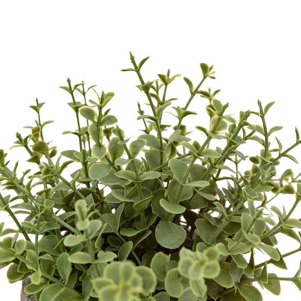 Set of 2 Potted Plant Ceramic Scratch Pots Rosemary