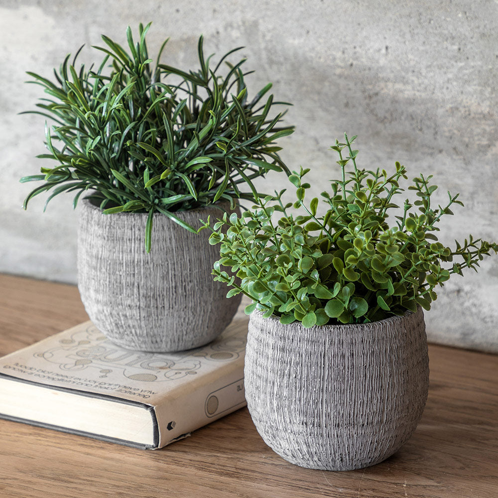Set of 2 Potted Plant Ceramic Scratch Pots Rosemary
