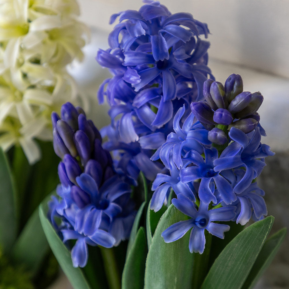 Set of 2 Spring Hydrangea in Ceramic Pots in Purple