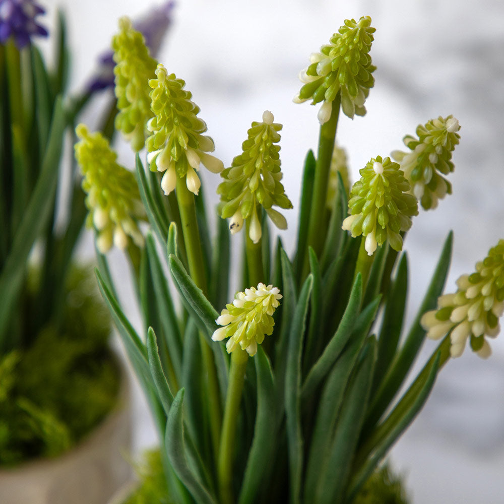 Set of 2 Spring Hydrangea in Ceramic Pots in Green