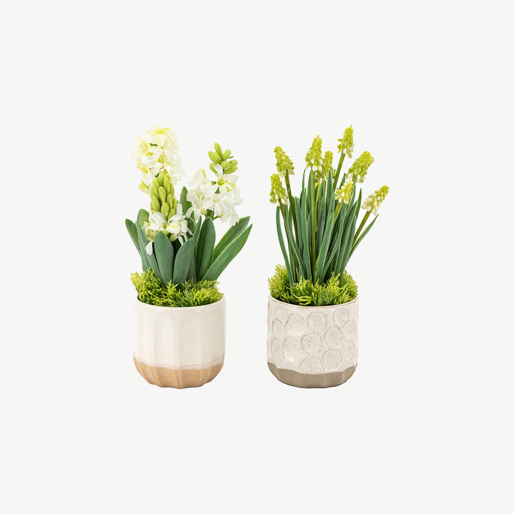 Set of 2 Spring Hydrangea in Ceramic Pots in Green