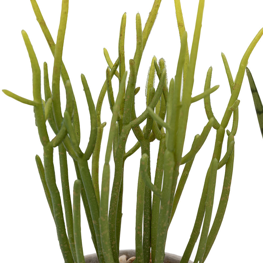 Set of 2 Succulents Ceramic Pots