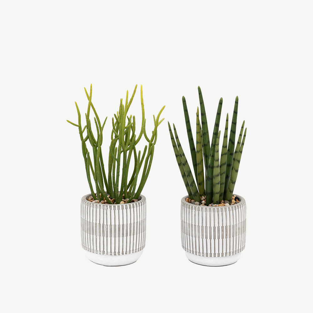 Set of 2 Succulents Ceramic Pots