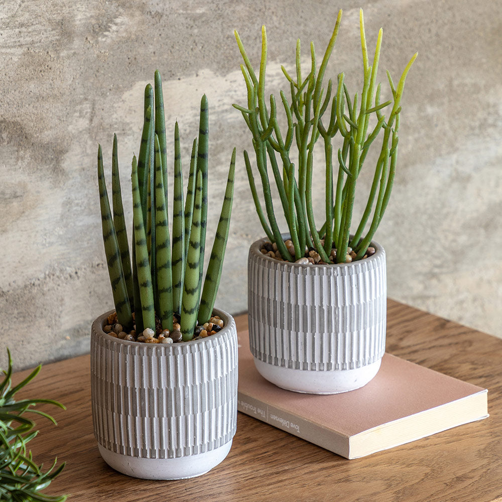 Set of 2 Succulents Ceramic Pots
