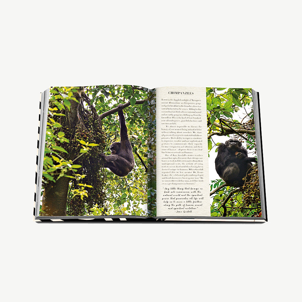 Assouline African Adventures book