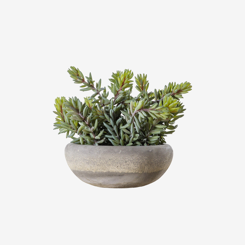 Artificial Green Sedum in Ceramic Pot