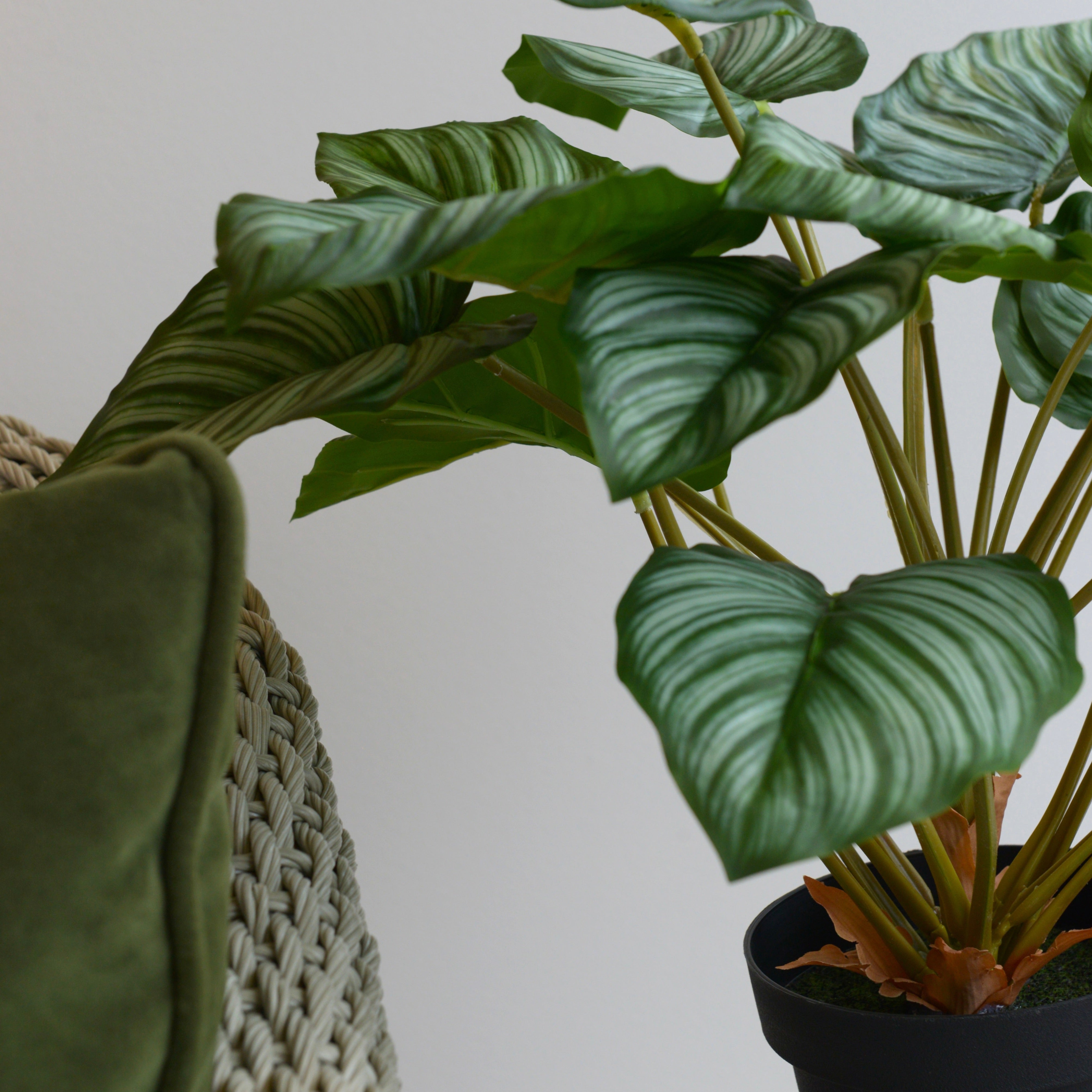 Green Calathia Peacock Plant