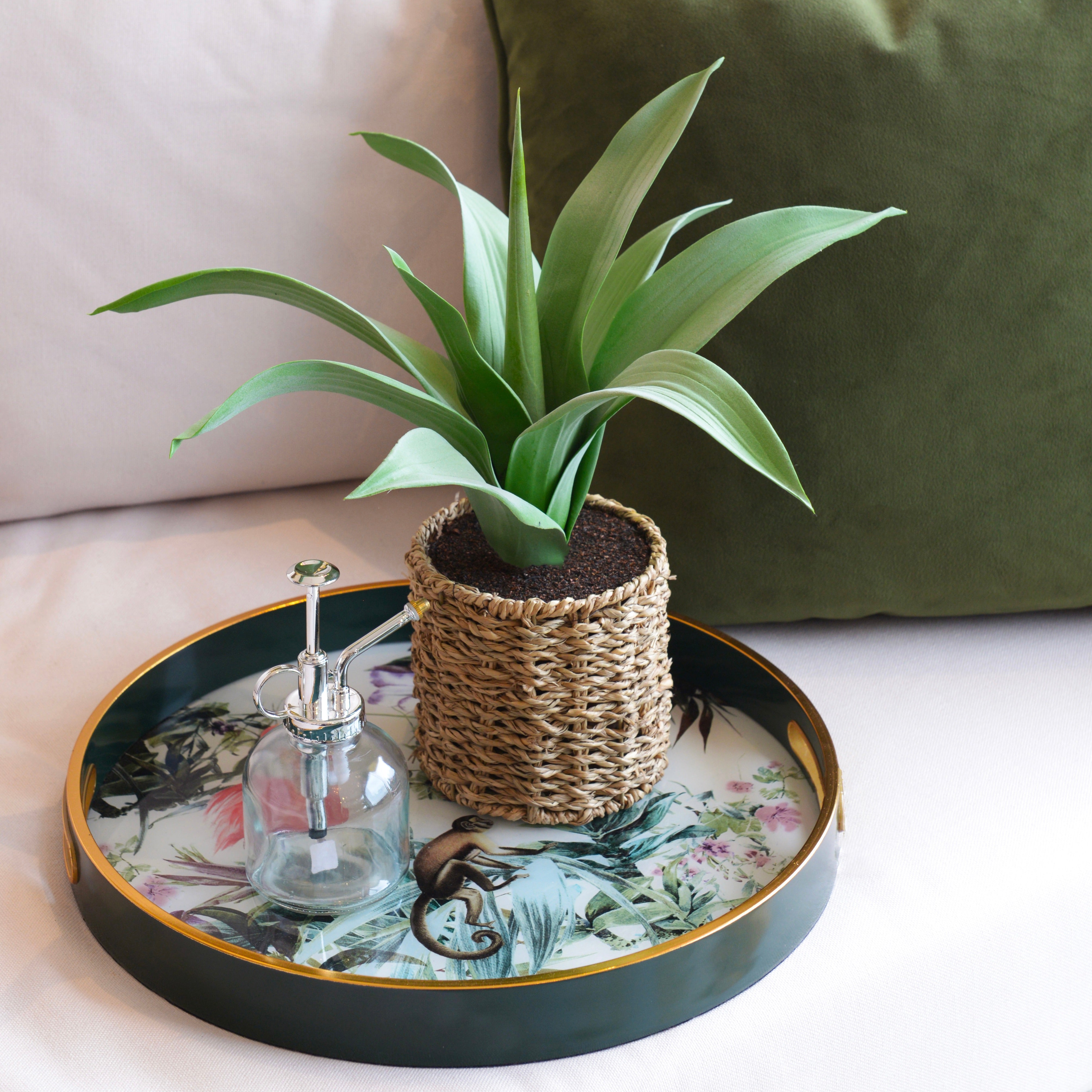 Agave Plant in Rattan Pot