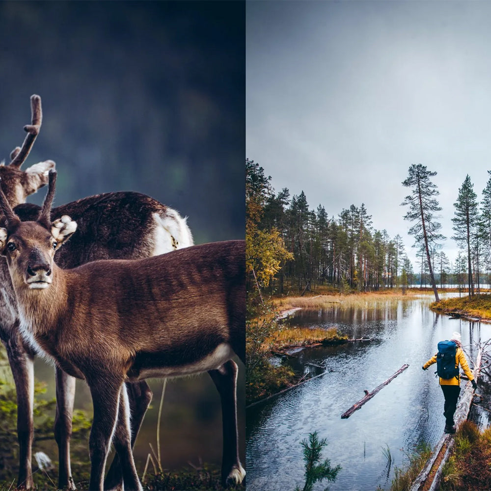 Food In The Woods Cookbook